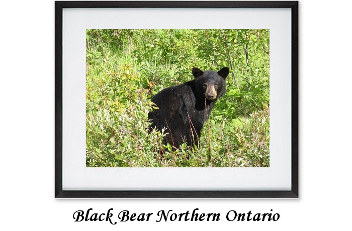 Black Bearr Northern Ontario
